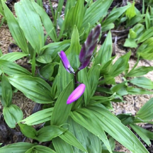 阳新县白芨苗，高产优质紫花三叉白芨苗