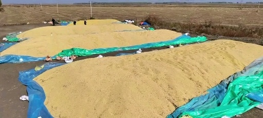 前郭县大量批发芽豆