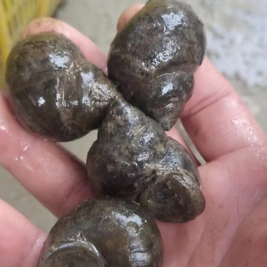颍上县精品石螺，货源充足，要货的联系我