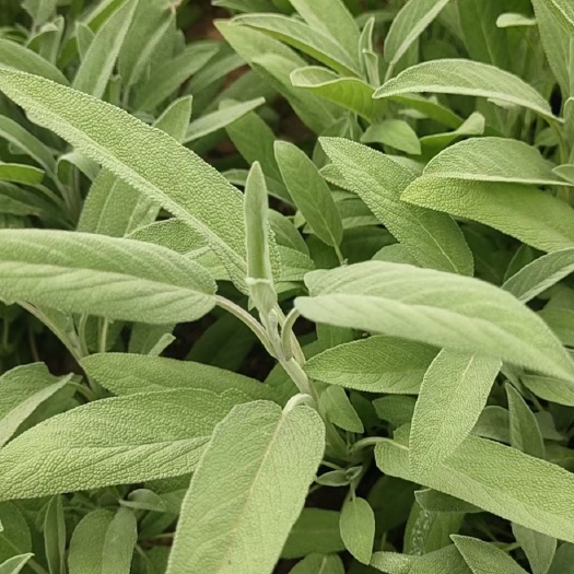 昆明鼠尾草已上市，来看看有需要得不？