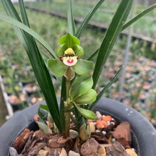 春兰 环球荷鼎 原生老种兰花苗冬带花苞绿植花卉室内盆栽