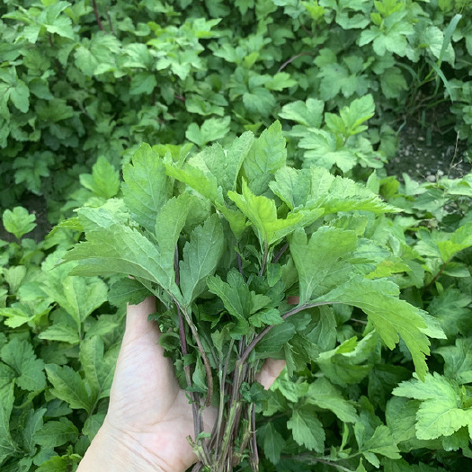 揭阳新鲜现摘潮汕珍珠菜苗真珠花菜食用红艾苗鸭脚艾白苞蒿真珠花鲜叶