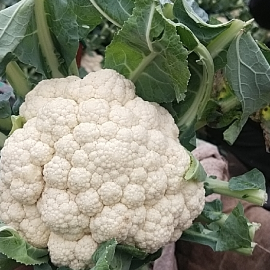 邯郸河北白菜花，大量供应中，欢迎全国客商采购咨询