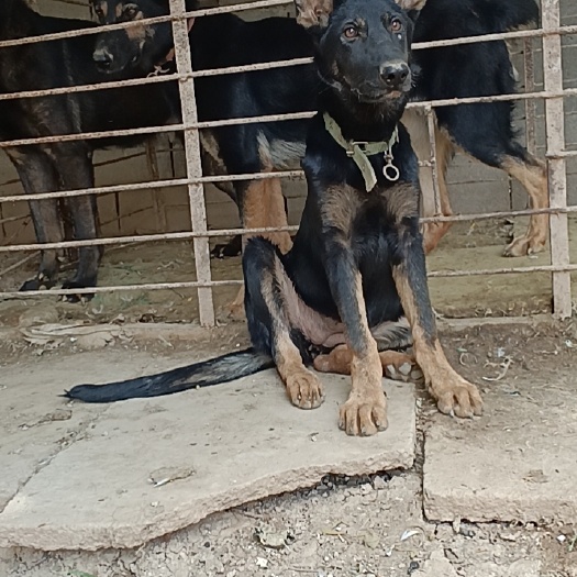 嘉祥县自养四个月，东德，太极牧羊犬，母