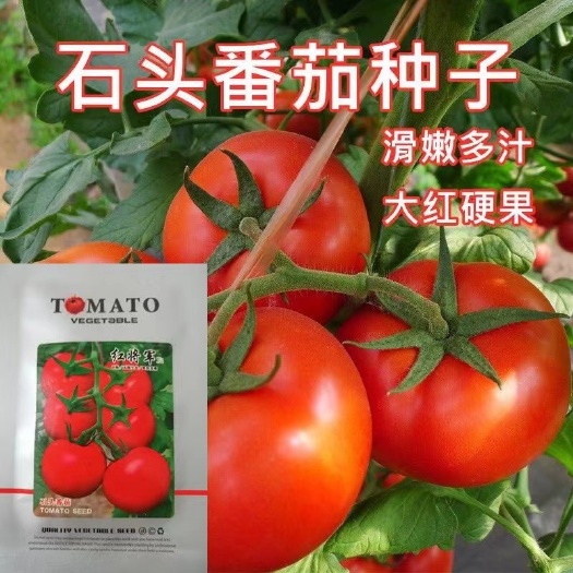邵东市以色列引进石头番茄种子大西红柿抗病耐热早熟红硬果亩产1500