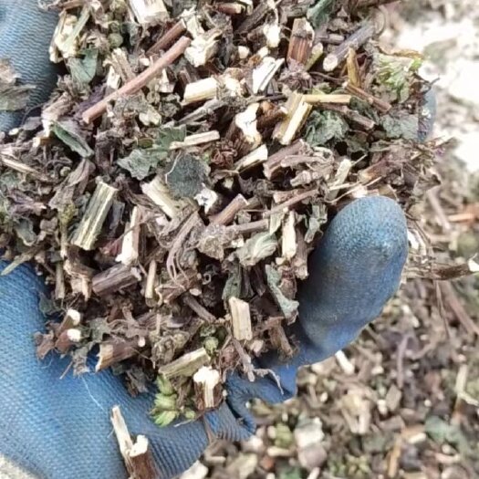 芦溪县紫苏全株投料货，便宜出！一手货源！一手货源！