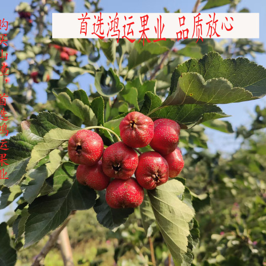 遵化市大金星山楂  山楂大量上市，甜口山楂，切片山楂
