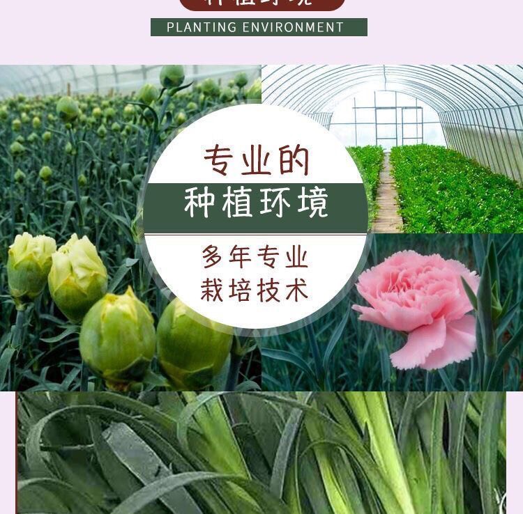 50棵起订云南昆明多头单头康乃馨种苗 盆栽种苗 绿化工程苗