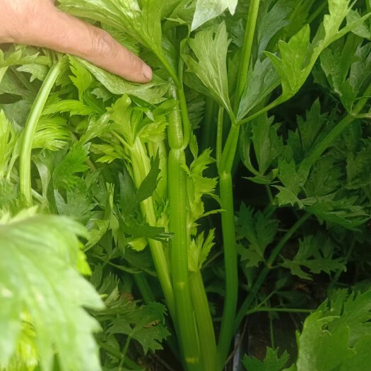 鹿邑县芹菜