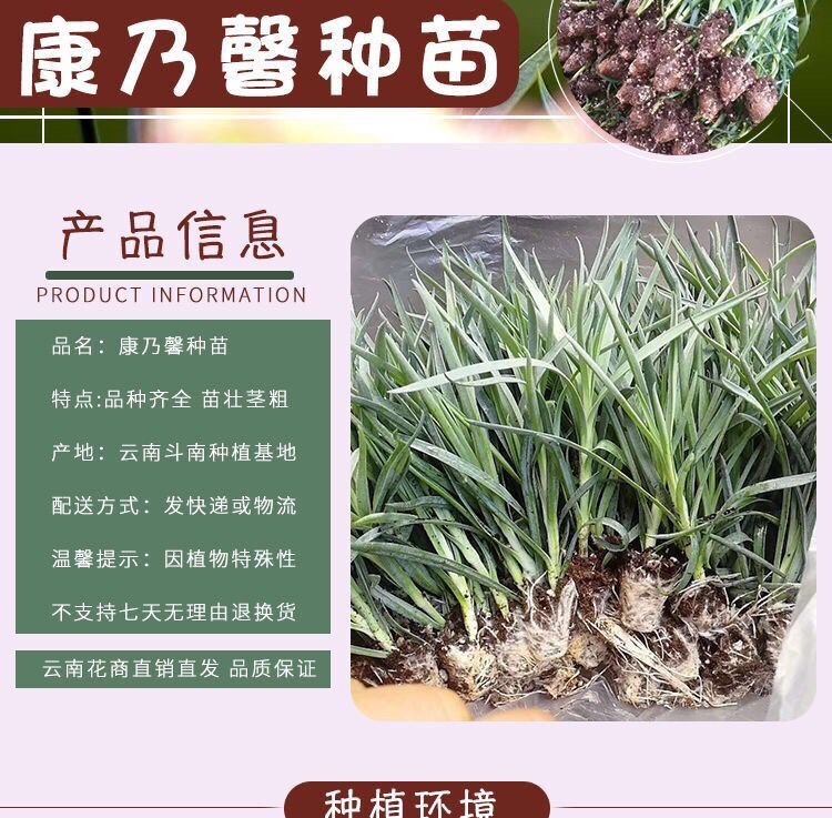 50棵起订云南昆明多头单头康乃馨种苗 盆栽种苗 绿化工程苗