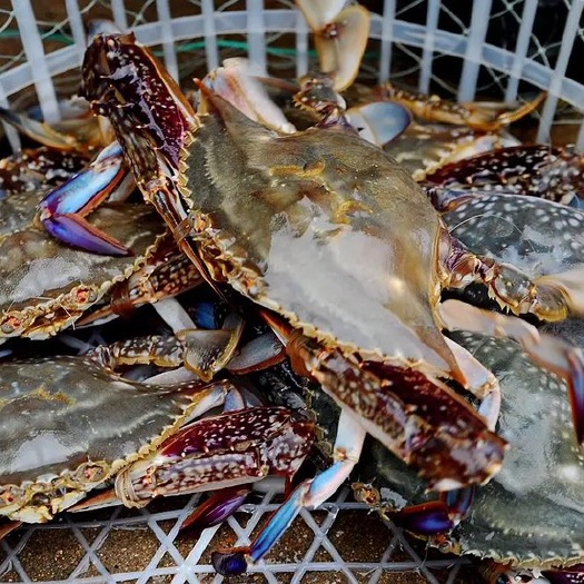 青岛8月1号，海捕梭子蟹上市，欢迎全国各地，微商，批发商洽谈合作
