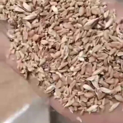 碎小麦,毛粮,净粮,无土,无沙,无霉变,养殖好饲料
