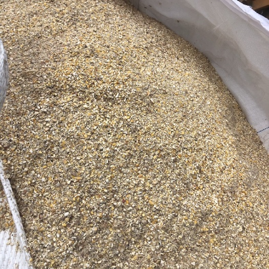 上海玉米杂、碎玉米