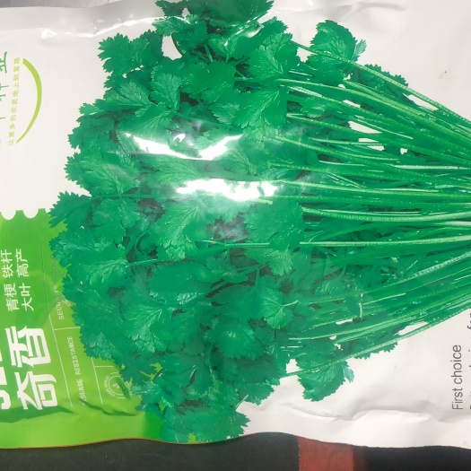 大叶铁杆香菜种子，澳洲四季铁杆耐抽苔，奇香品种