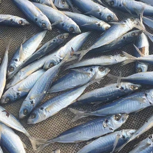 饶平县巴浪鱼干