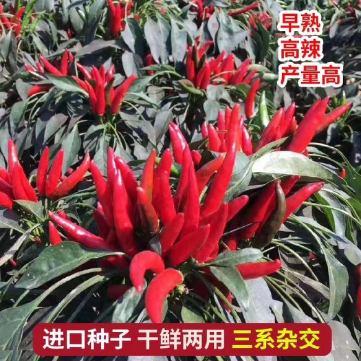 簇生朝天椒种子高辣三系杂交产量干鲜两用