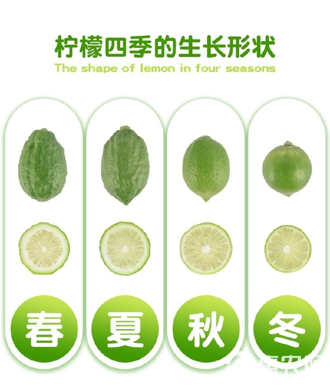 广东香水柠檬 九斤应当季新鲜水果柠檬果薄皮专用批发