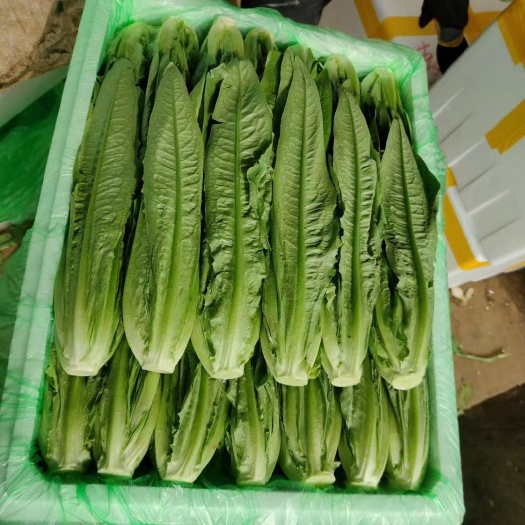 元謀縣油麥菜
