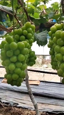 莱西市山东青岛阳光玫瑰大量上市口感香脆甜，品质好