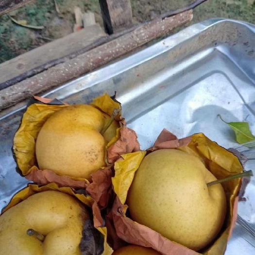齐河县风水梨