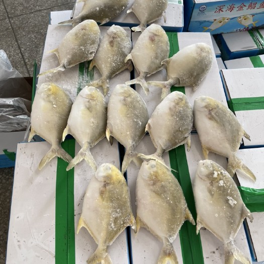 北海广西北海深海金鲳鱼养殖加工销售一体。——货源地直销——