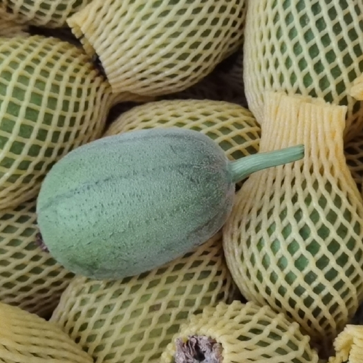 漳州苹果丝瓜