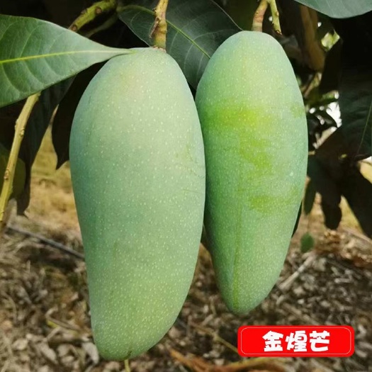 灵山县金煌芒果苗芒果树苗嫁接苗带杯