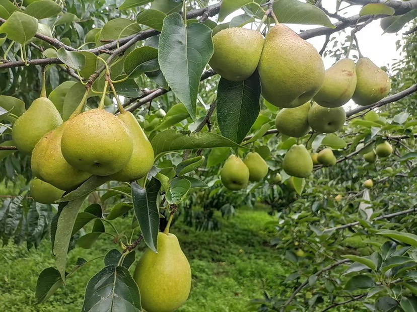 云南鲁沙梨 个旧名梨