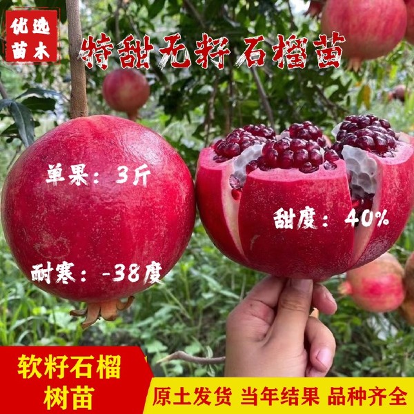 突尼斯、蒙阳红、无籽水晶、红如意、世纪、血鸽、大红袍、泰山红