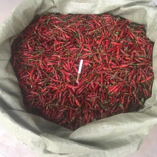 巴中四川特辣满天星干辣椒