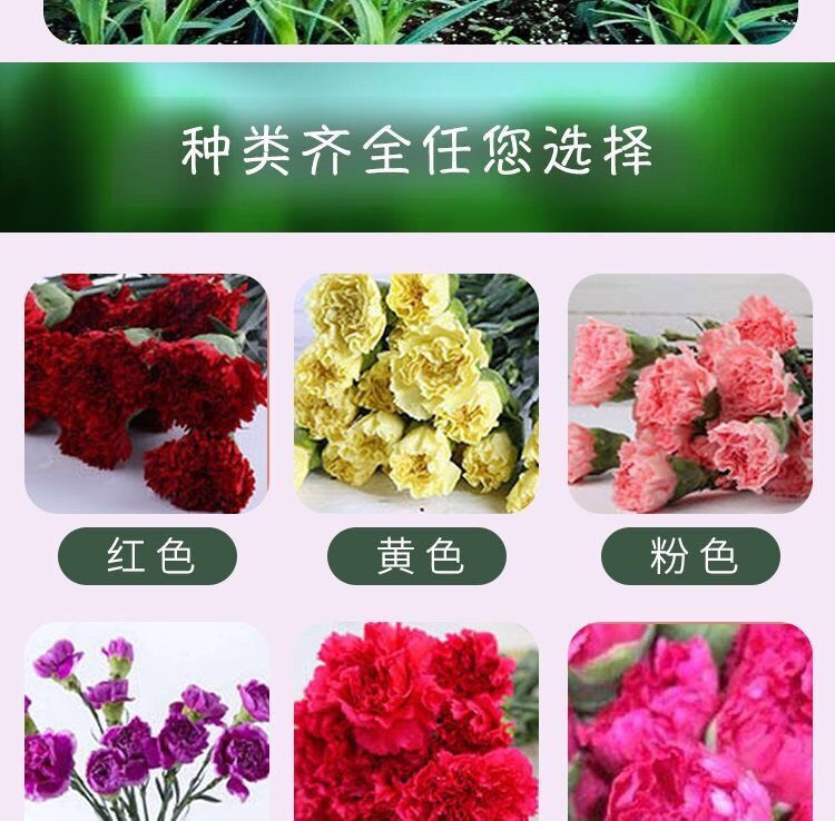 50棵起订云南昆明多头单头康乃馨种苗 盆栽种苗 绿化工程苗