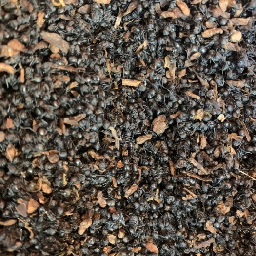 贵州黑蚂蚁 拟黑多刺蚁 深林原生中药材 可食用泡酒料 通经络