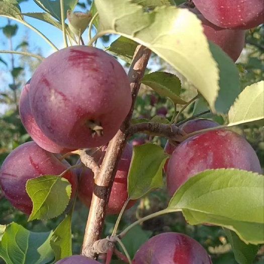 龙秋小苹果