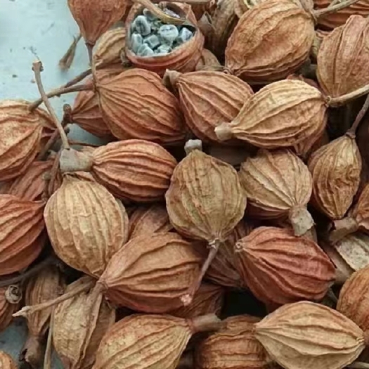 盐津县新货新鲜云南香砂仁