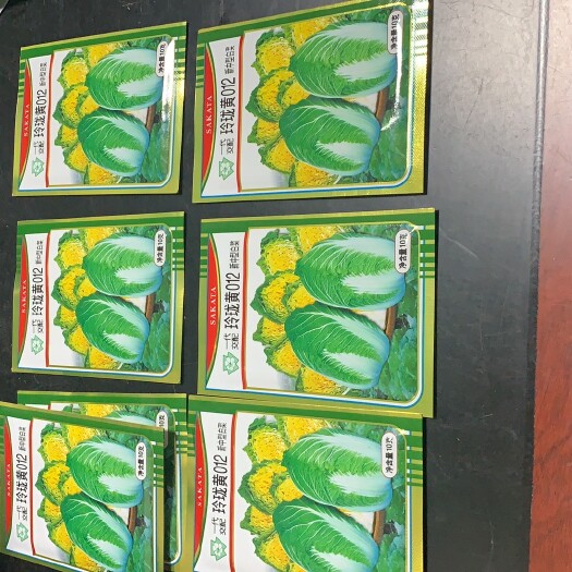 邯郸玲珑黄012黄心大白菜娃娃菜种子日本坂田原装量大优惠