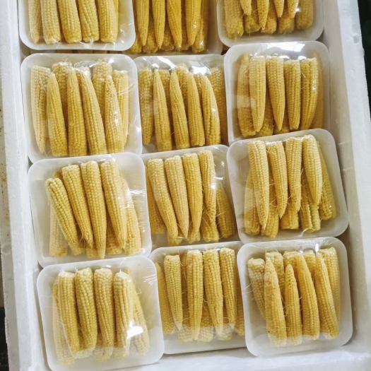 广州玉米笋