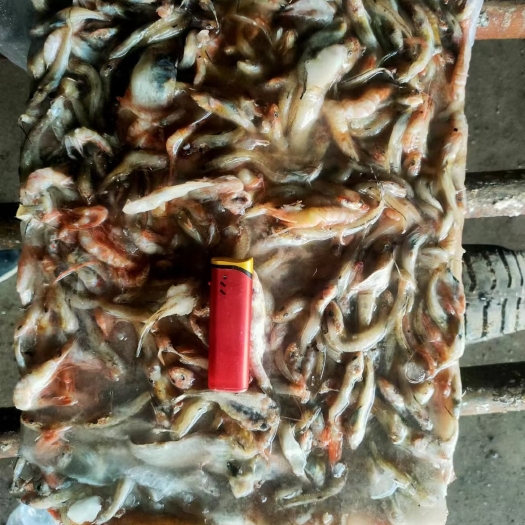锦州饲料鱼沙光鱼