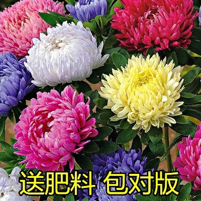 沭阳县翠菊花种子大花种籽庭院绿化易活四季种孑开花室外花种子翠菊花籽