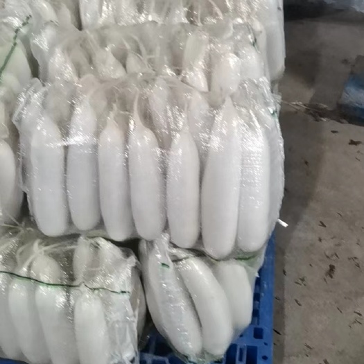 沙洋县精品白萝卜大量供应，土货水洗都有！超市市场食堂有需要联系