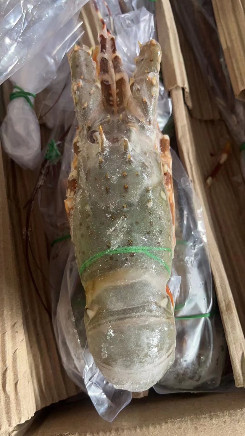 印度刺身小青龙