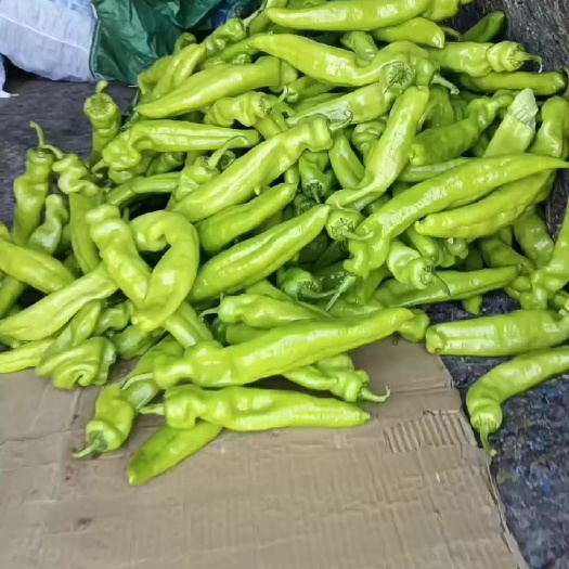 襄城县黄皮大果辣椒