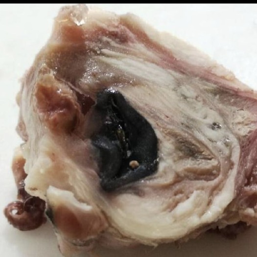 阳信县牛眼睛 全熟牛眼睛 串串店 火锅店专用