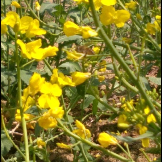 宁强县熟榨菜籽油