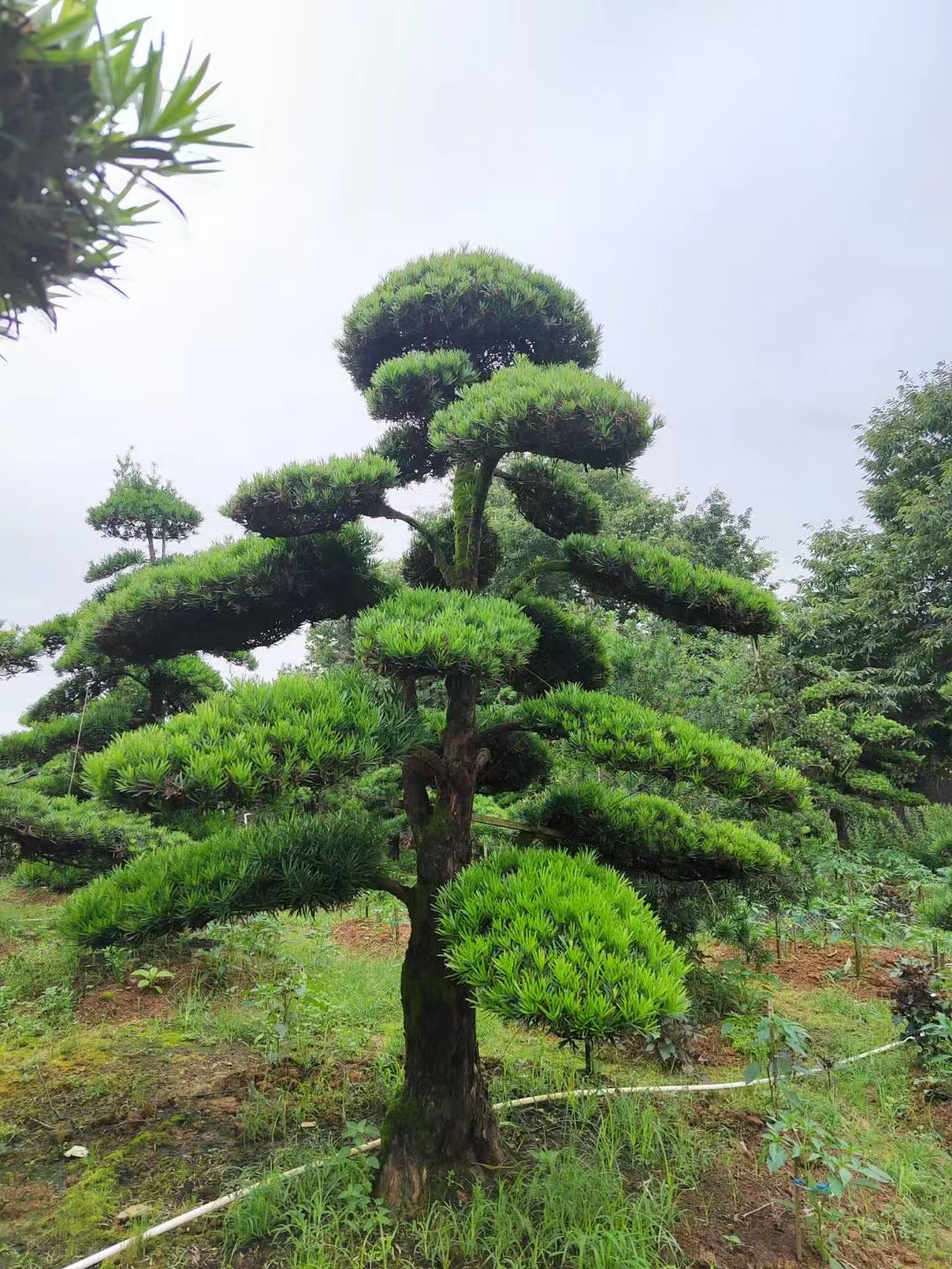 供应湖南造型罗汉松，精品罗汉松，造型黑松价格，矮桩造型罗汉松