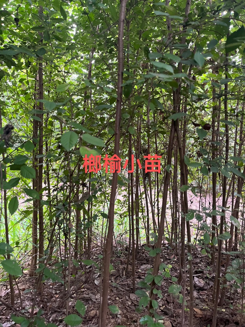 榆树苗  1米左右榔榆小苗，小叶花皮榔榆苗