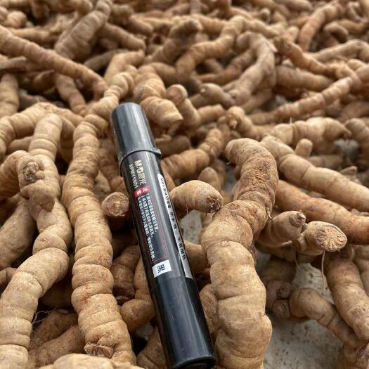 德庆县特大，特老巴戟天