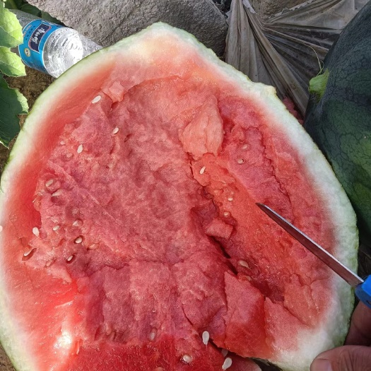 太康县无籽西瓜  花无籽