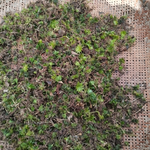 保山回心草