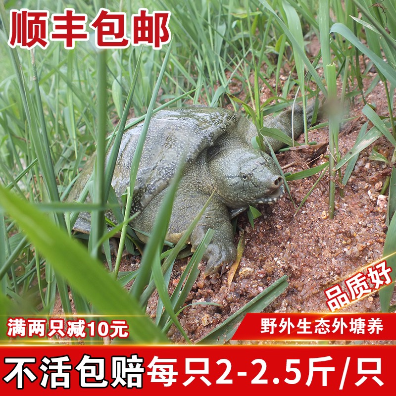 揭阳青黄背外塘大甲鱼活体鲜活食用新鲜小甲鱼王八水鱼中华老鳖