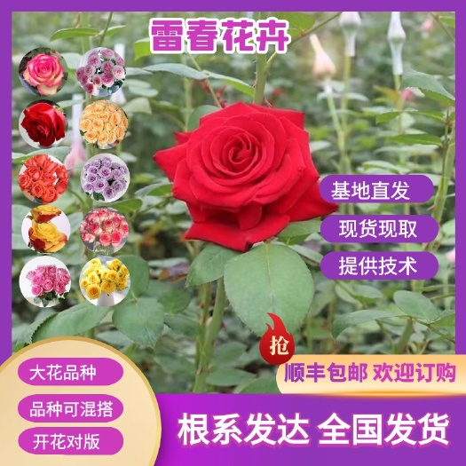昆明多种品种混搭1500棵包邮云南玫瑰种苗大花月季苗 扦插苗